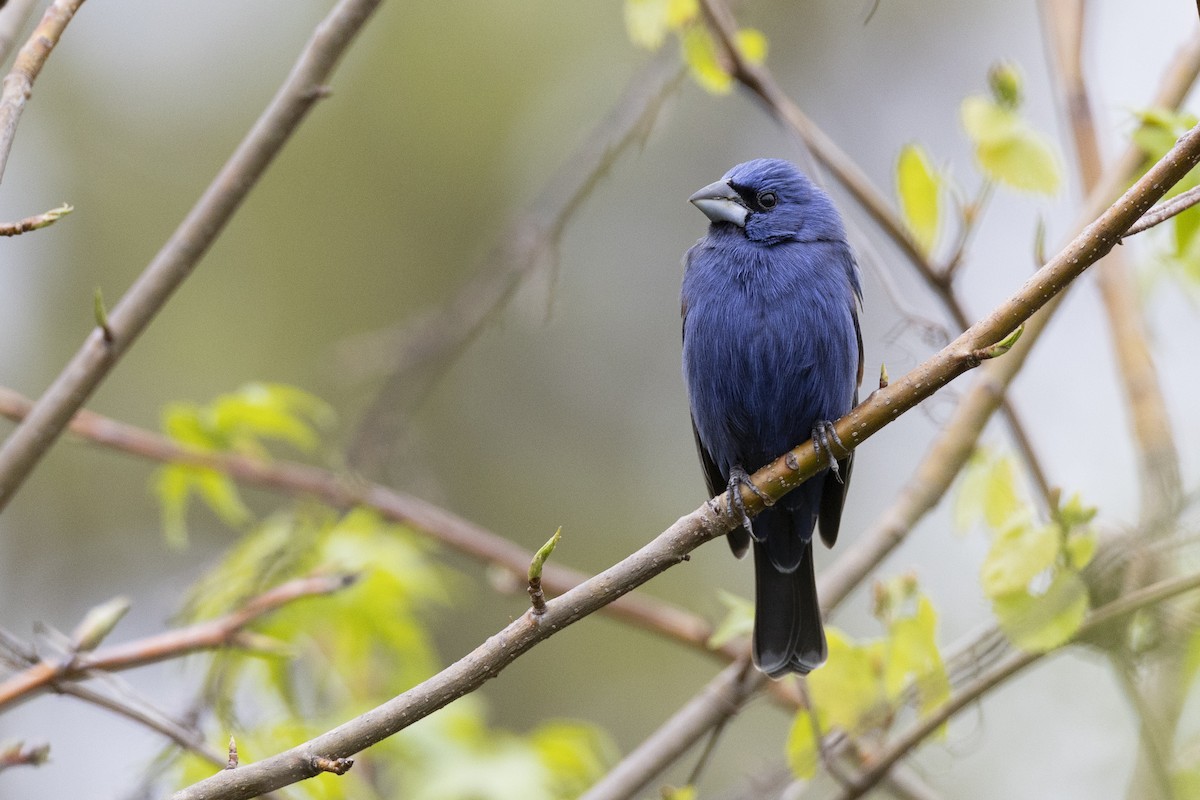 Blue Grosbeak - ML620716324