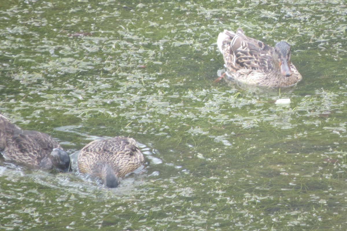 Canard colvert - ML620716333