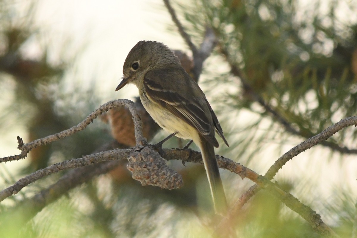 Dusky Flycatcher - ML620716335