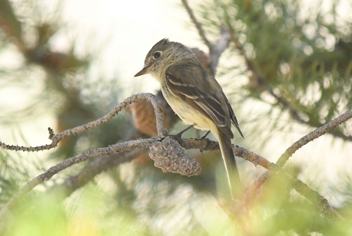 Dusky Flycatcher - ML620716336