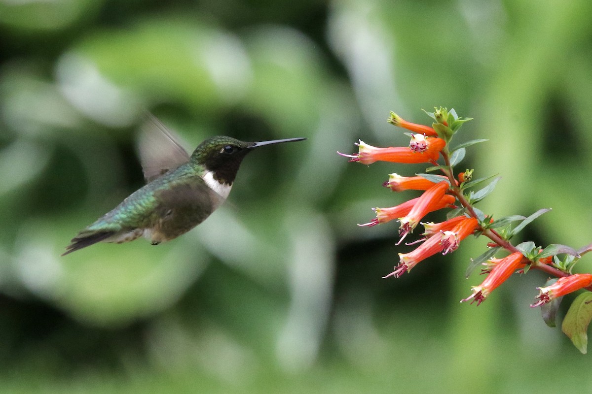 Ruby-throated Hummingbird - ML620716337