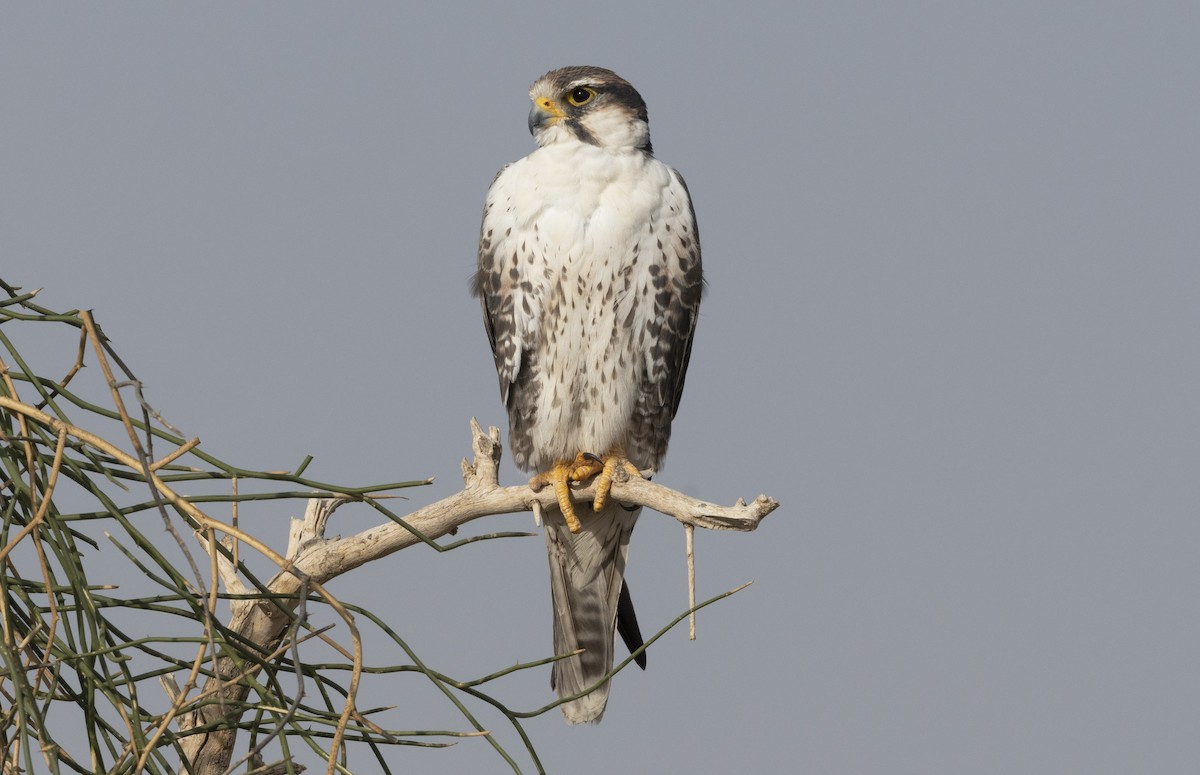 Laggar Falcon - ML620716340