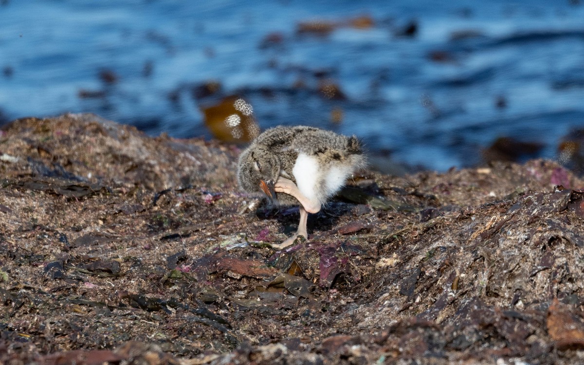 Eurasian Oystercatcher - ML620716341