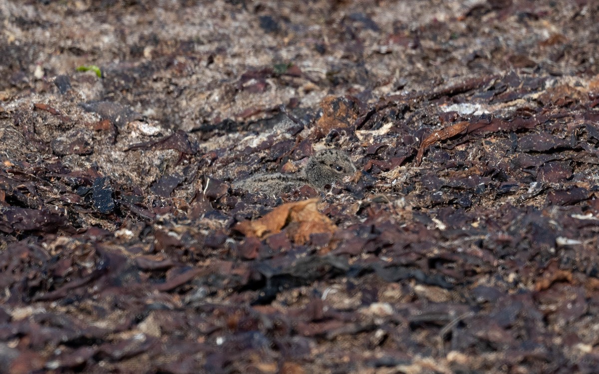 Eurasian Oystercatcher - ML620716342