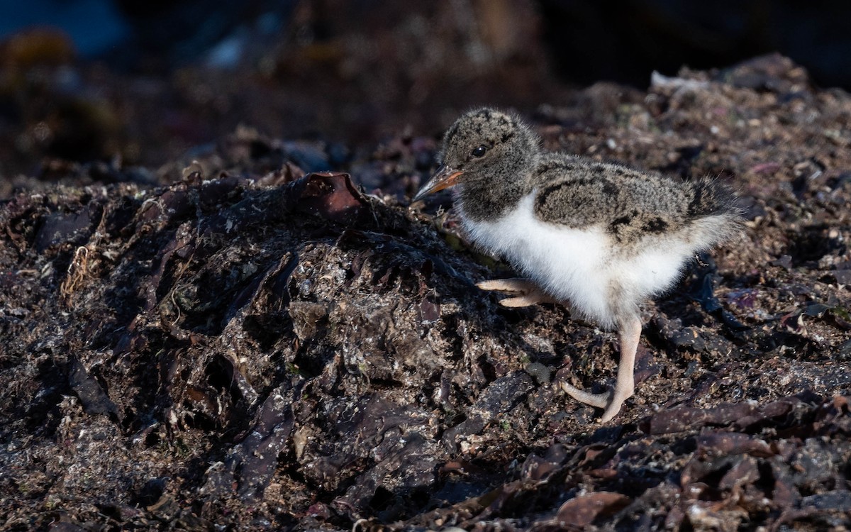 Eurasian Oystercatcher - ML620716343