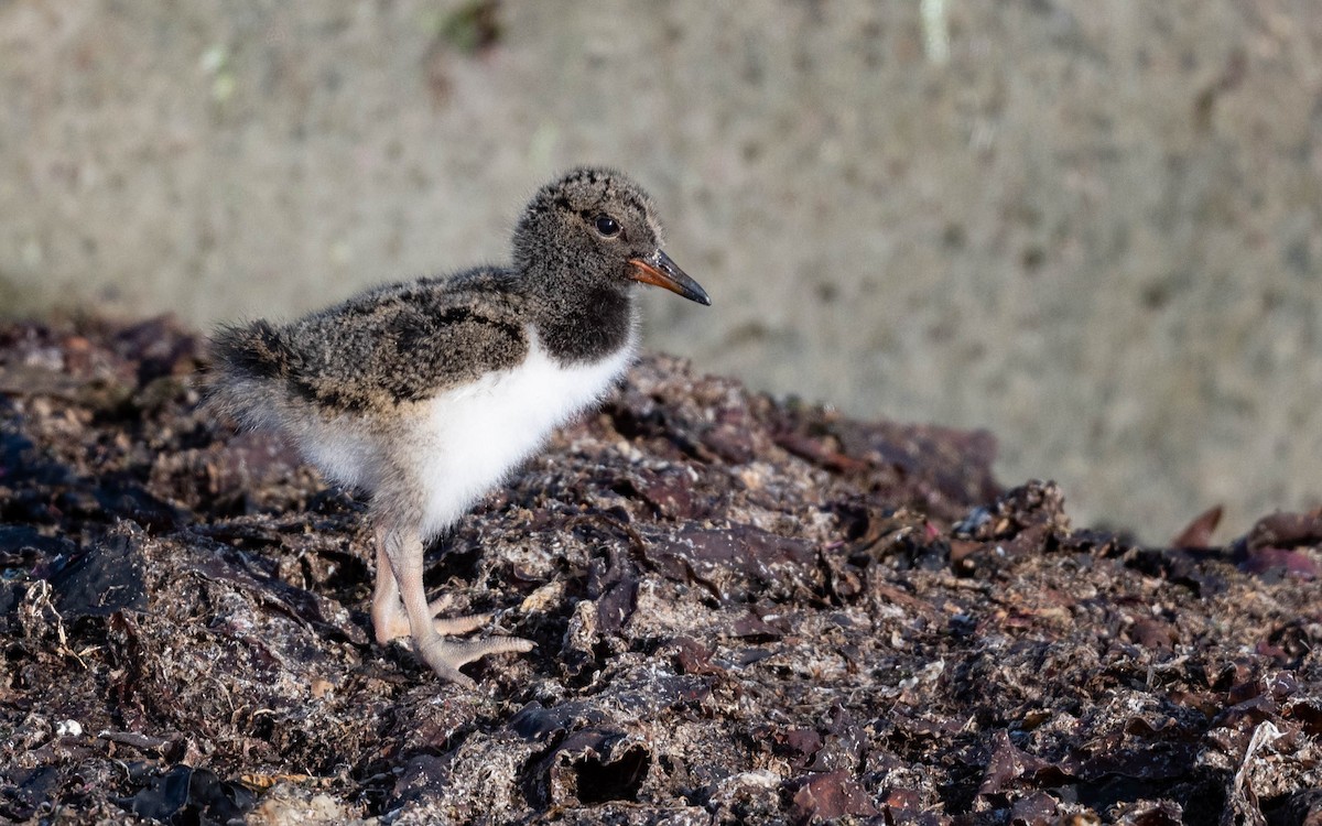 Eurasian Oystercatcher - ML620716344