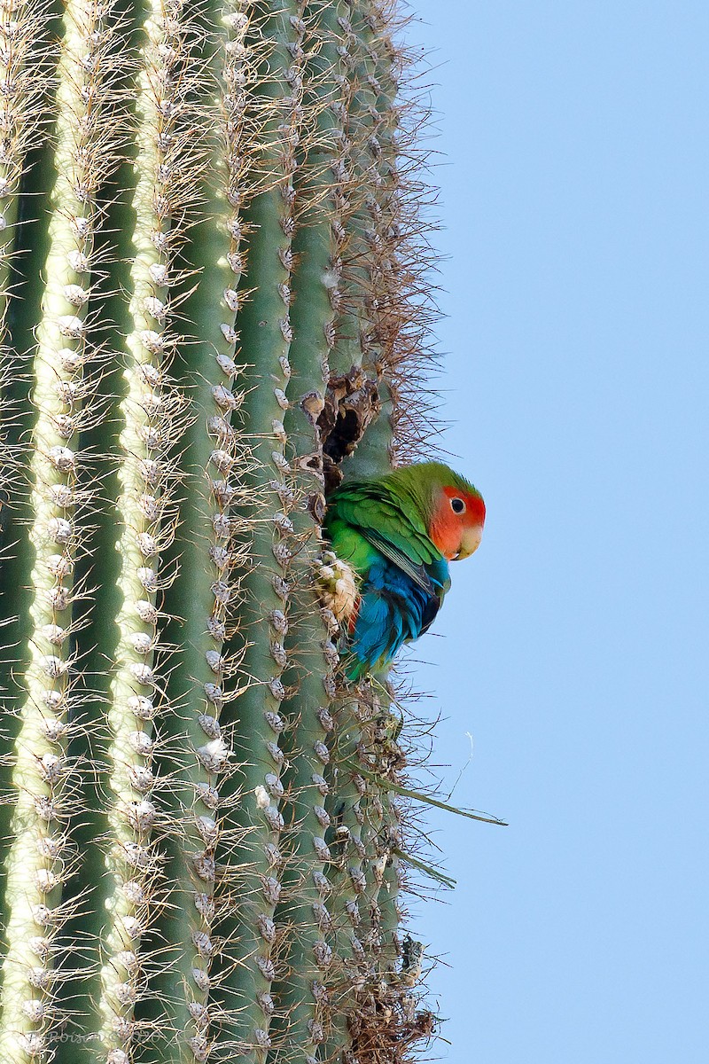 Rosy-faced Lovebird - ML620716345