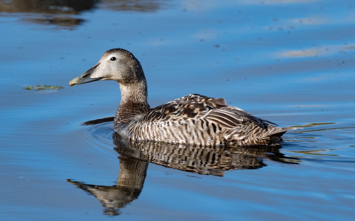 Common Eider - ML620716347