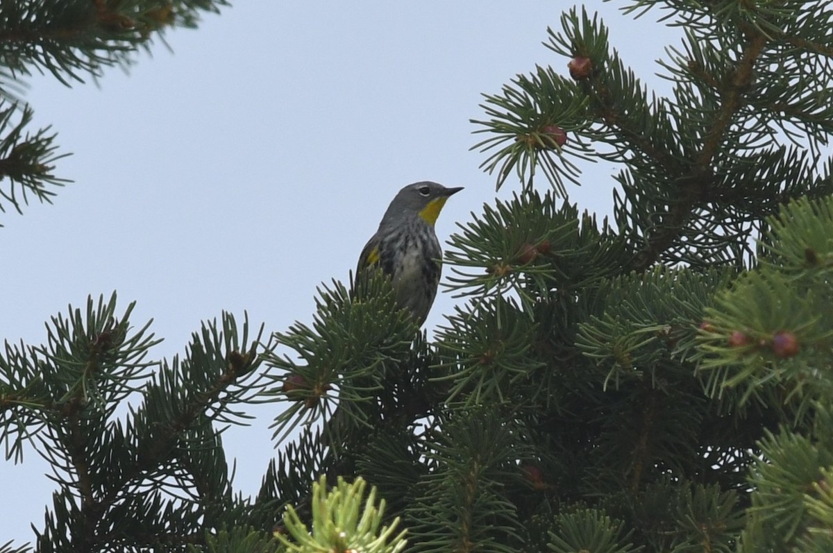 Yellow-rumped Warbler - ML620716349