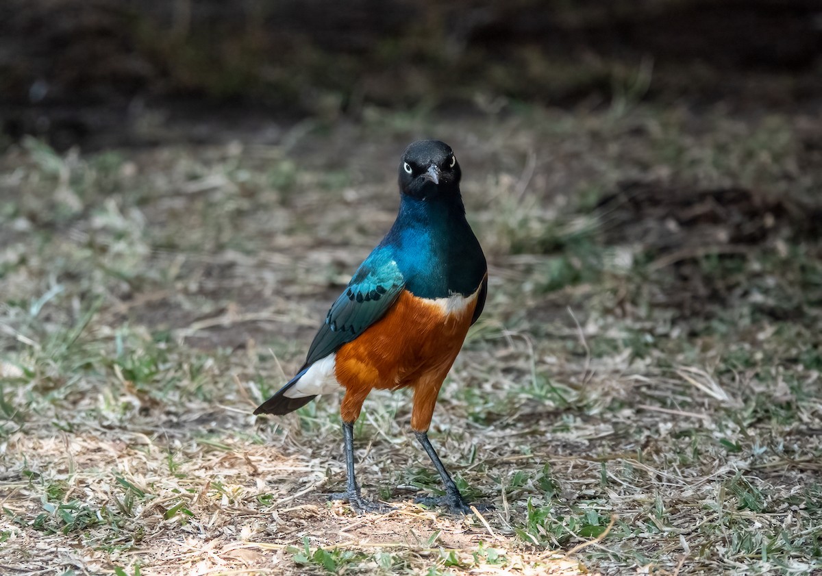 Superb Starling - ML620716351