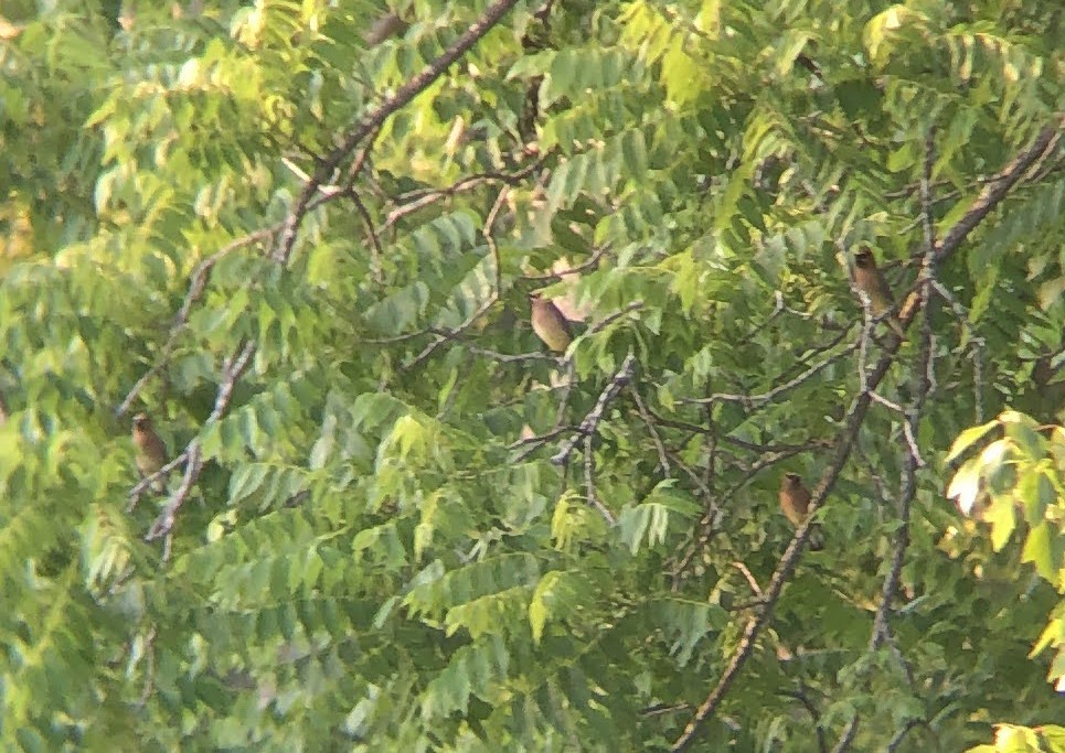 Cedar Waxwing - ML620716352