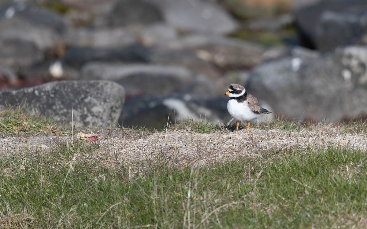 Common Ringed Plover - ML620716353