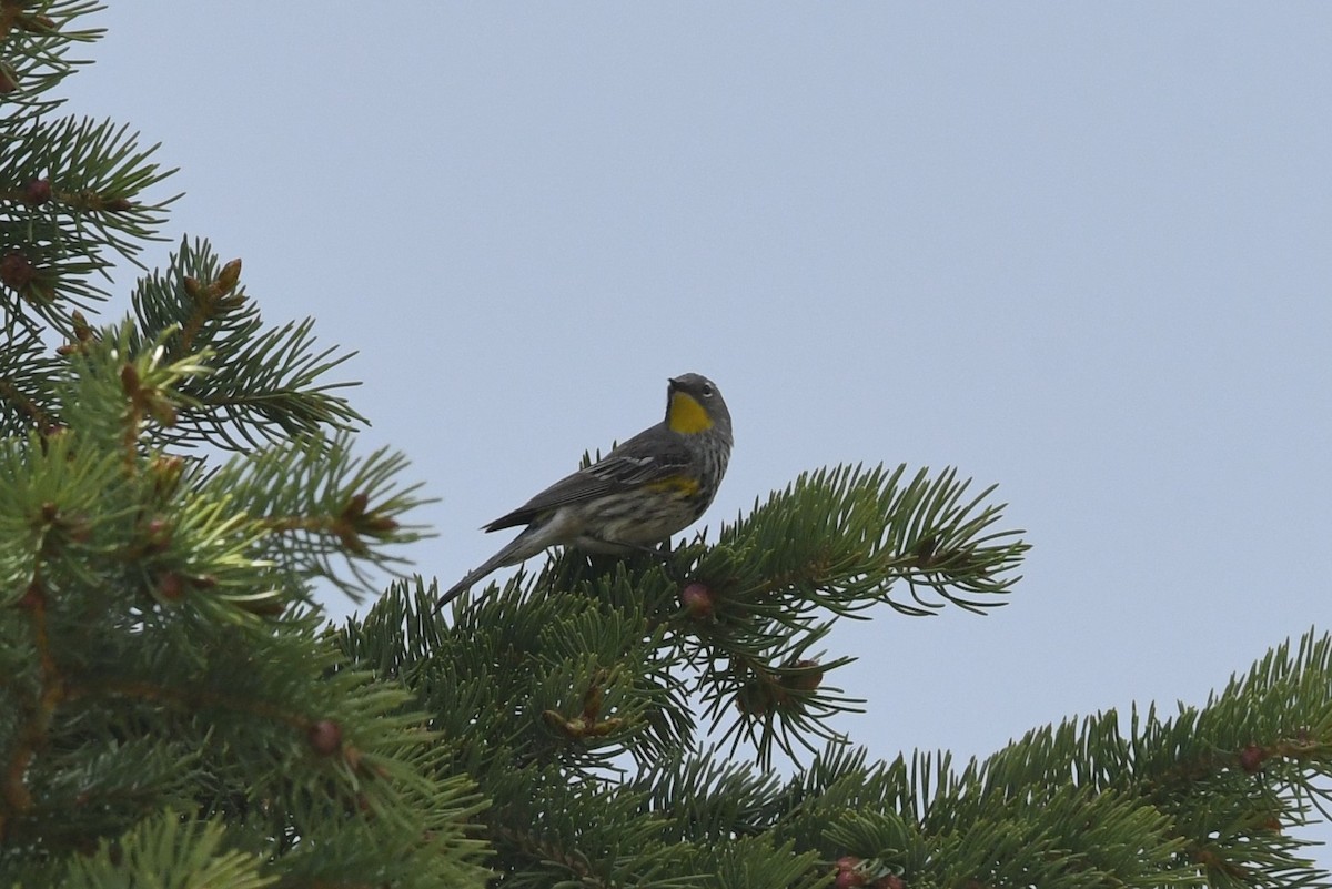 Yellow-rumped Warbler - ML620716355