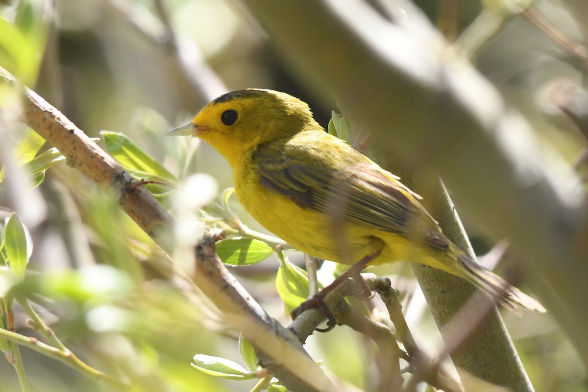 Wilson's Warbler - ML620716357