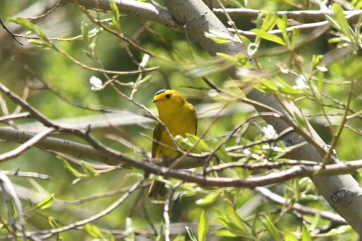 Wilson's Warbler - ML620716367