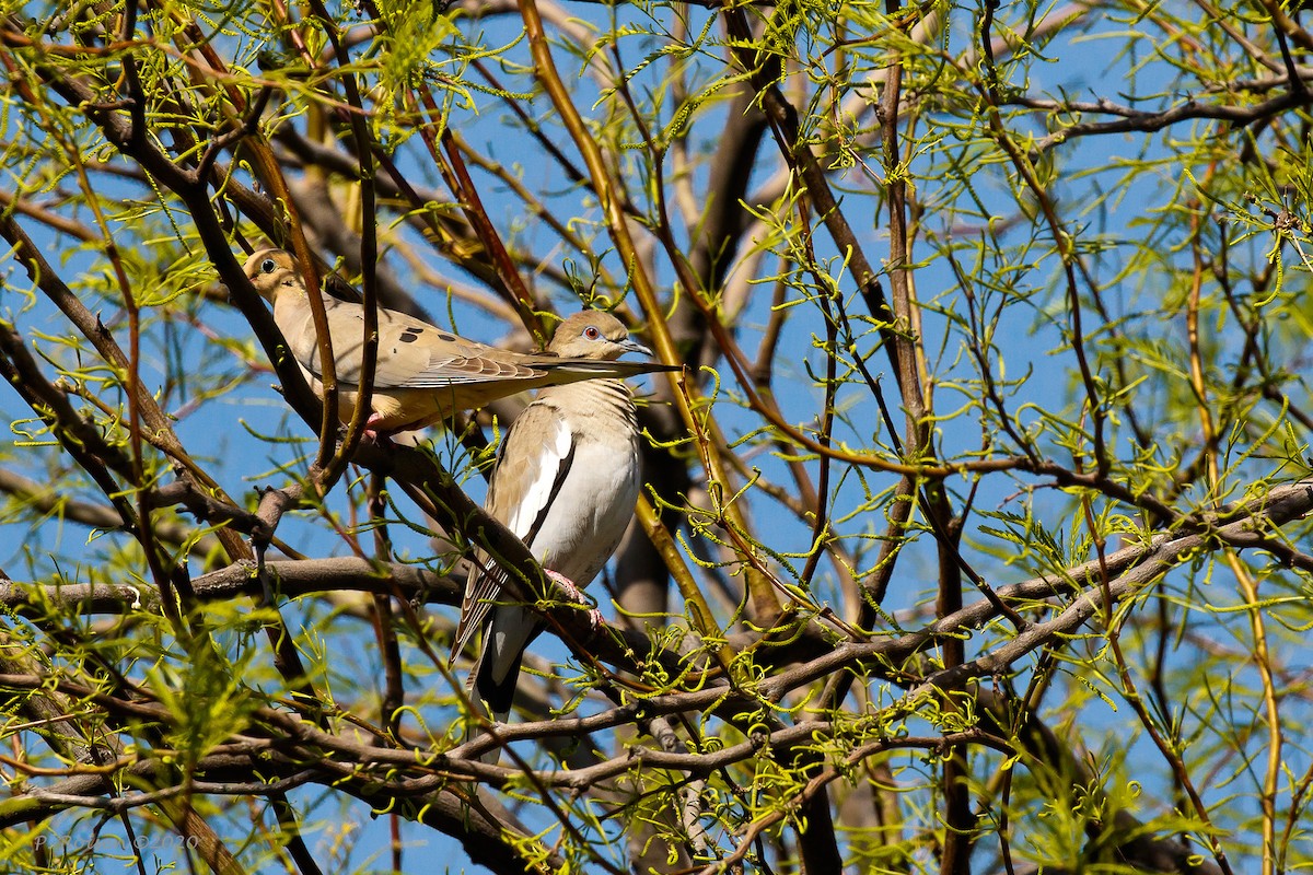 White-winged Dove - ML620716372