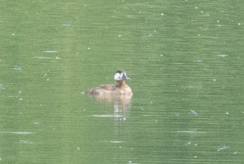 Ruddy Duck - ML620716373