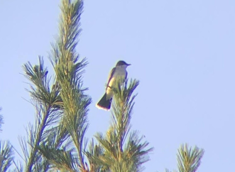 Eastern Kingbird - ML620716375