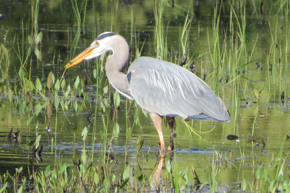 Great Blue Heron - ML620716376