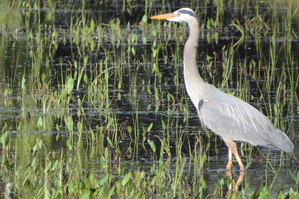 Great Blue Heron - ML620716378