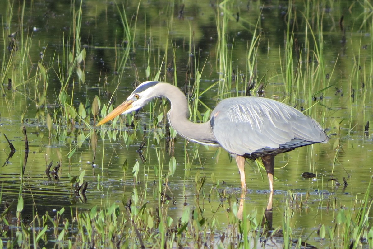 Great Blue Heron - ML620716379