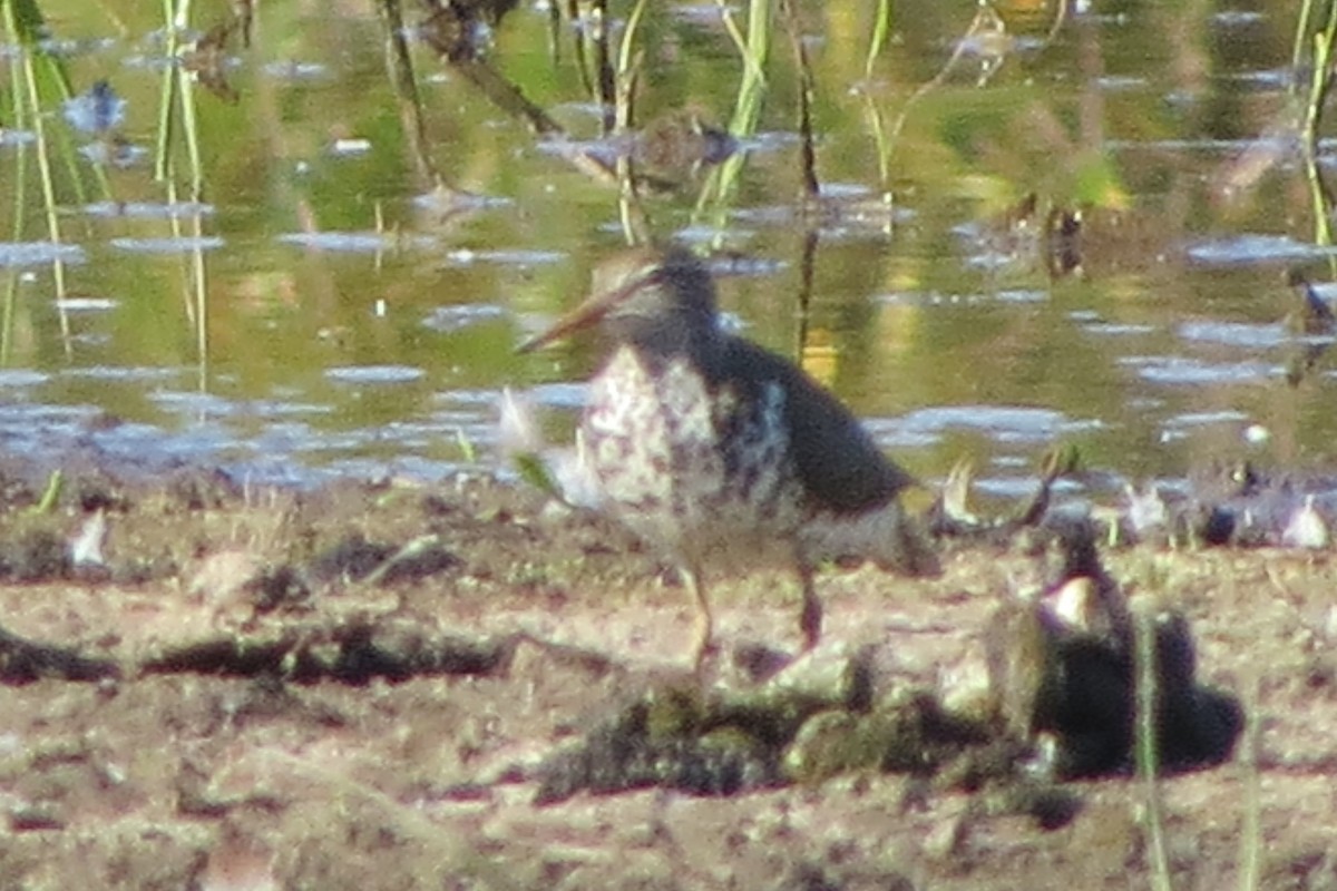 Spotted Sandpiper - ML620716380