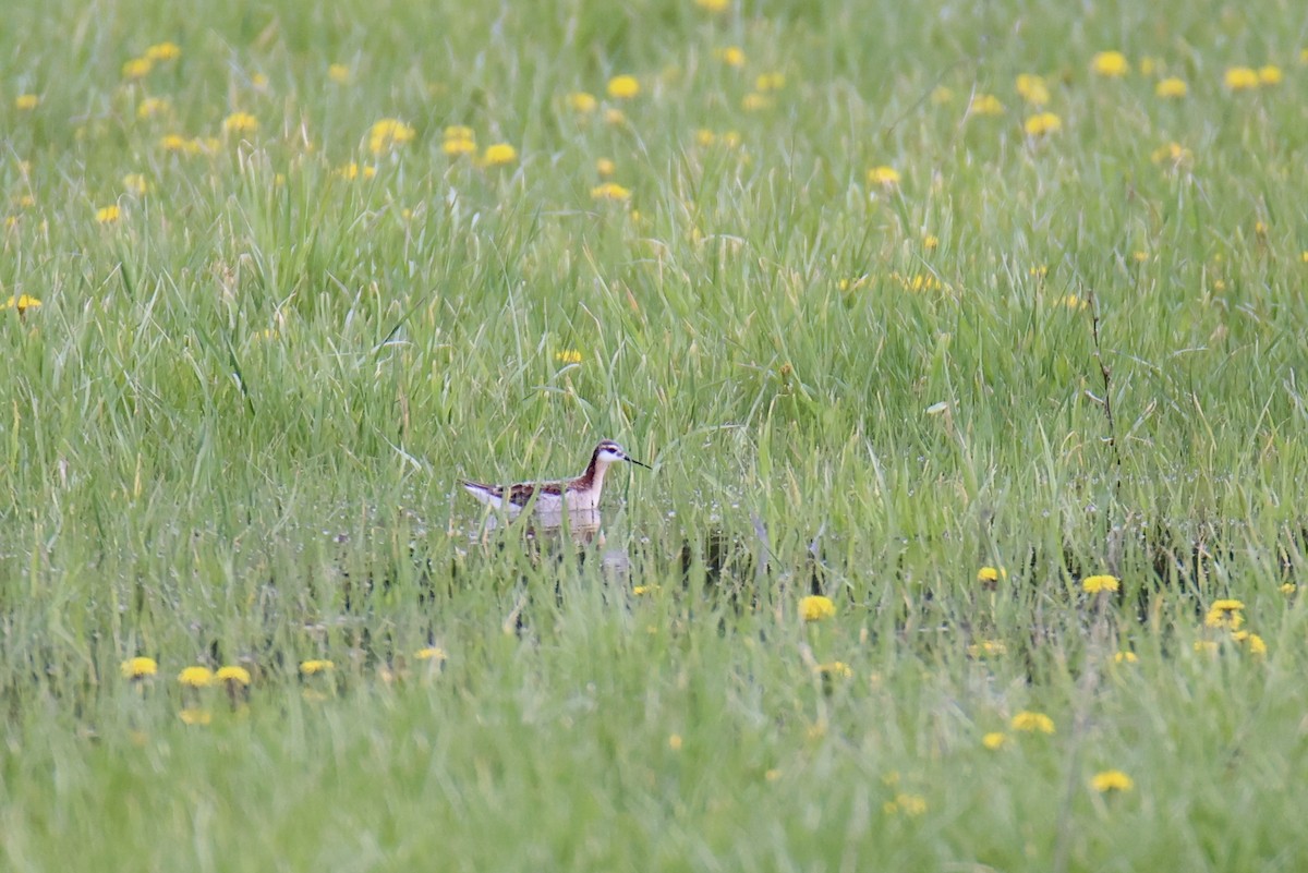 hvithalesvømmesnipe - ML620716382