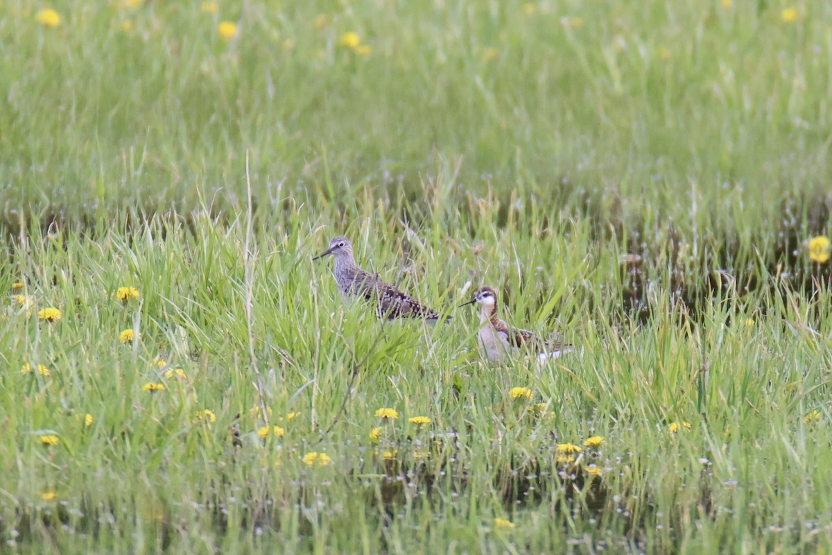 Wilson's Phalarope - ML620716383