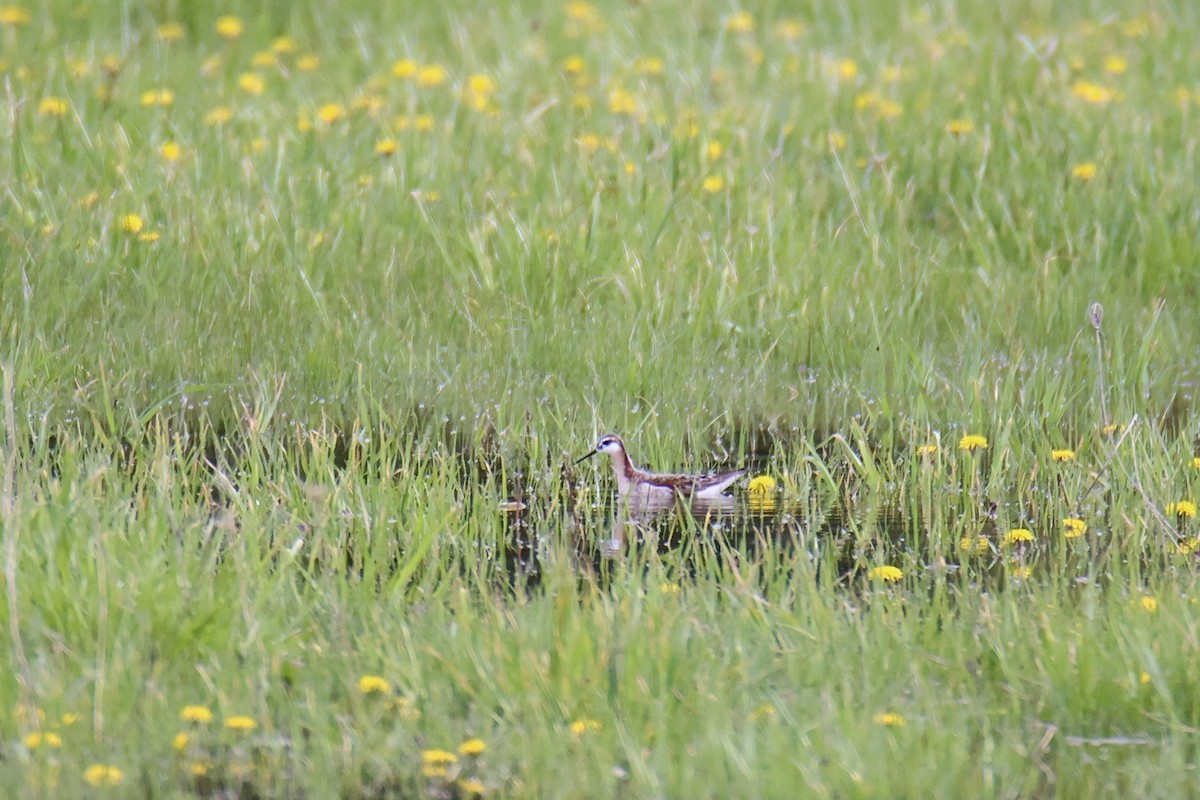 Wilson's Phalarope - ML620716384