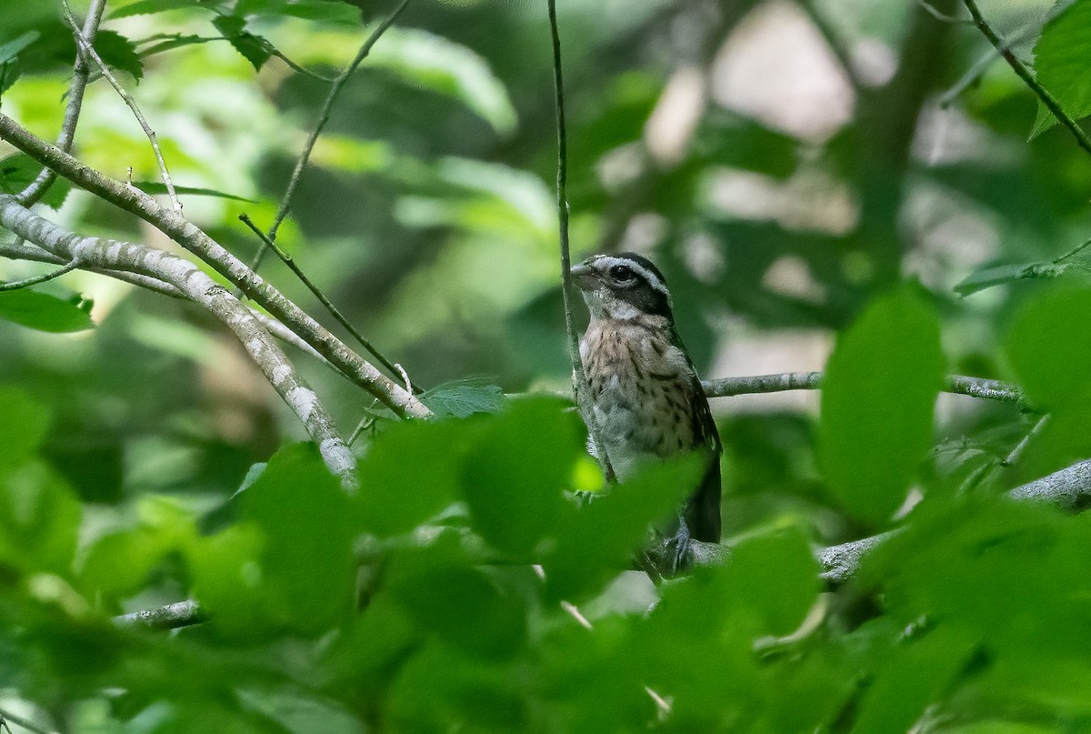 Rose-breasted Grosbeak - ML620716386