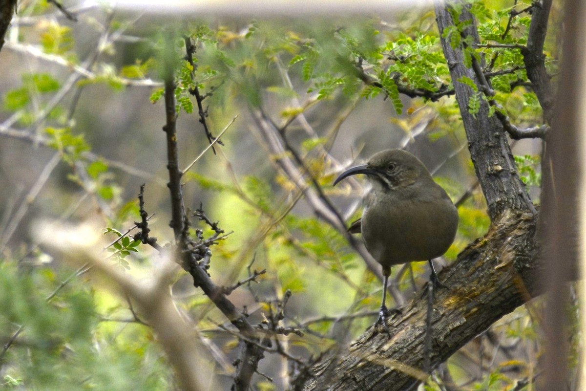 Crissal Thrasher - ML620716387