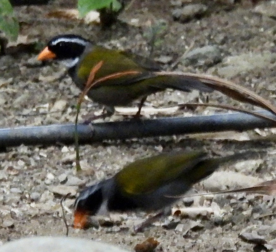Orange-billed Sparrow - ML620716388