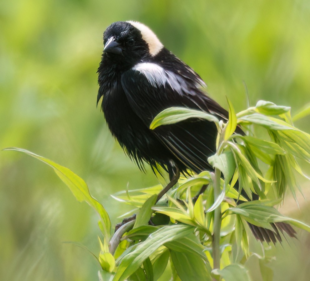 bobolink americký - ML620716389