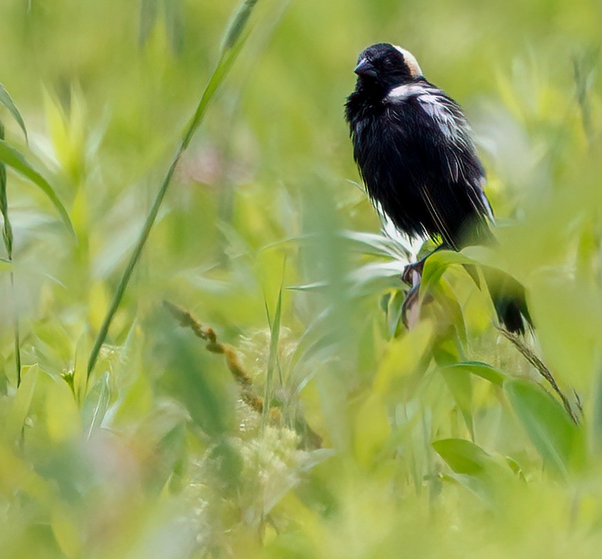 bobolink americký - ML620716390