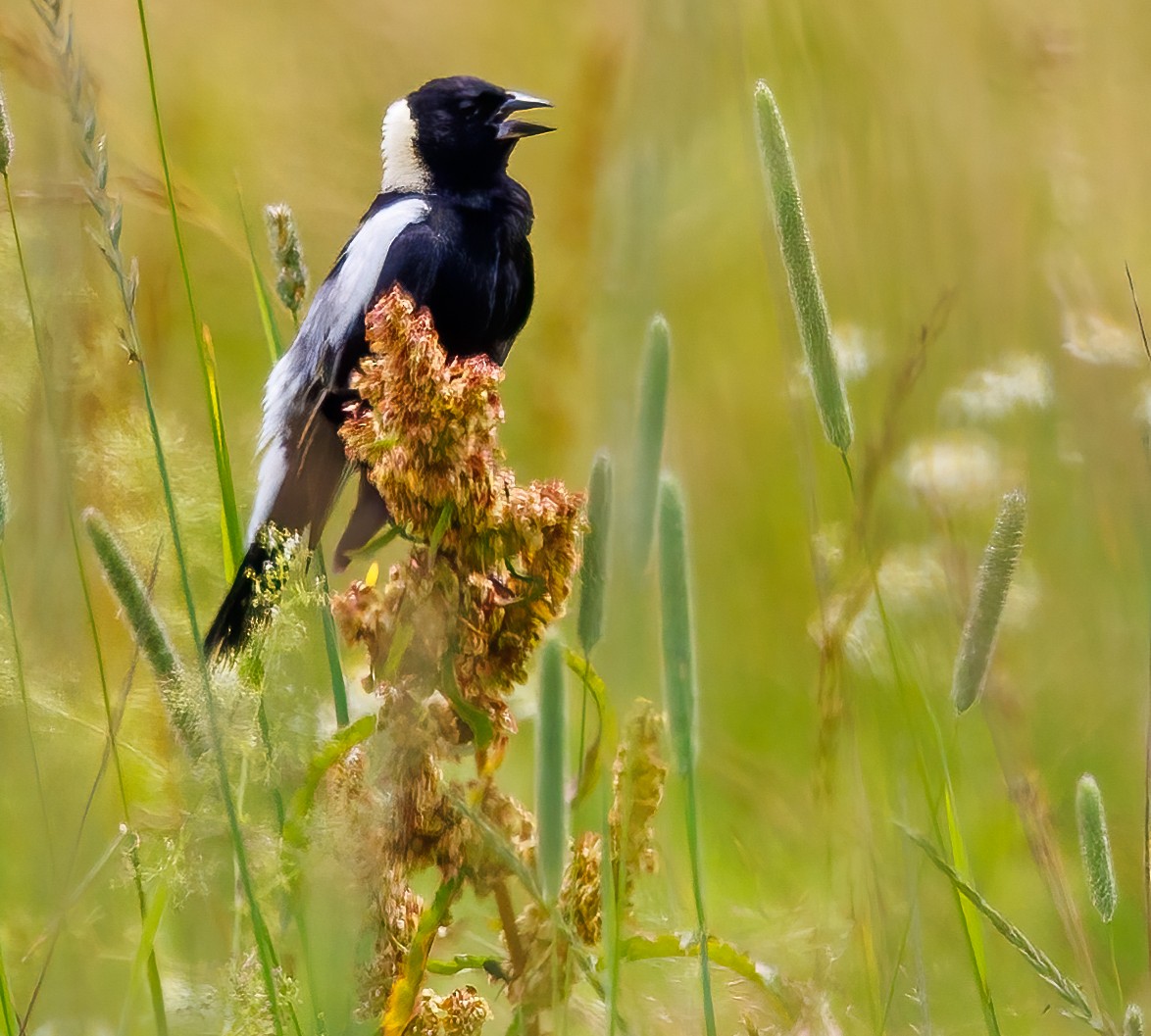 bobolink americký - ML620716391