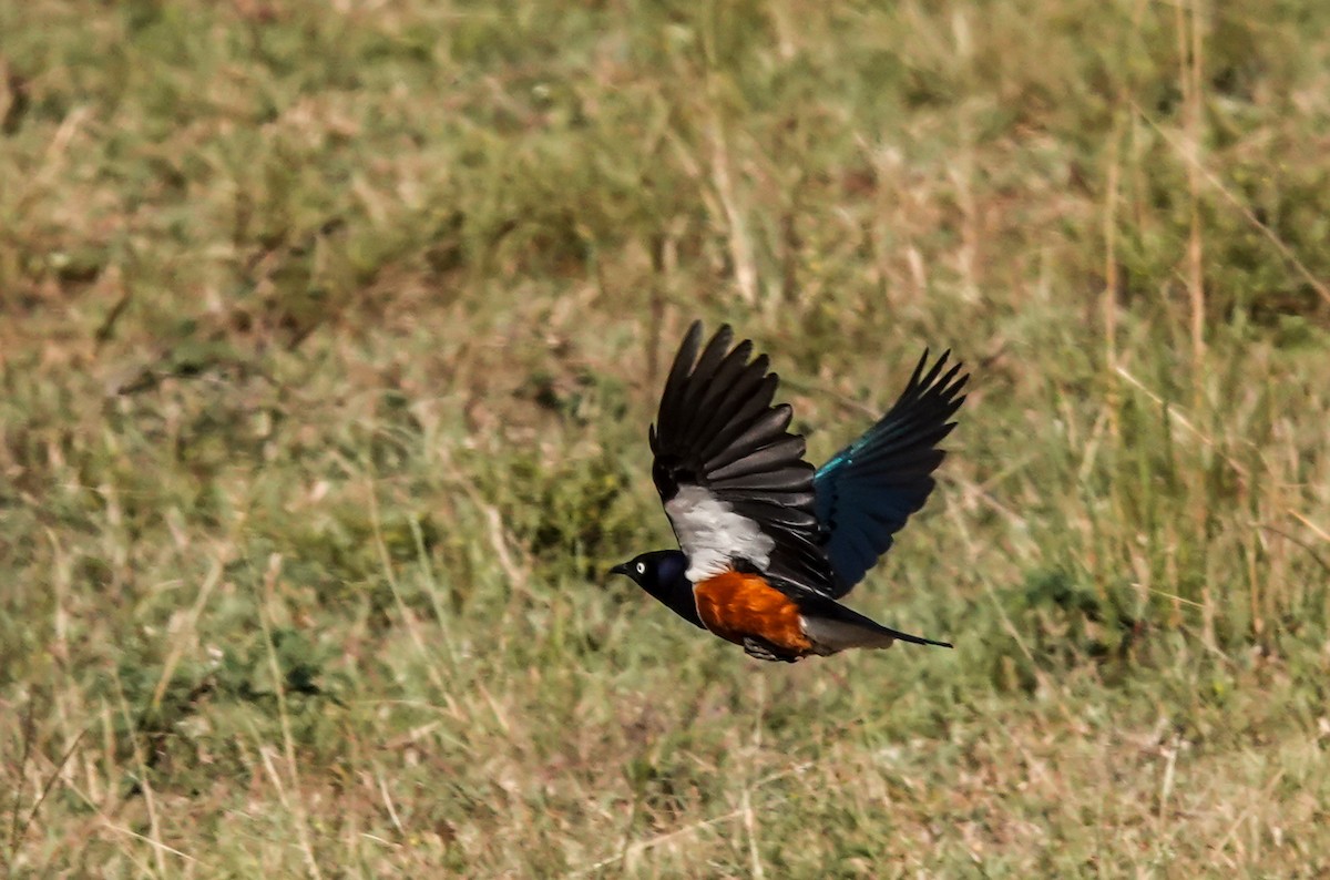 Superb Starling - ML620716395