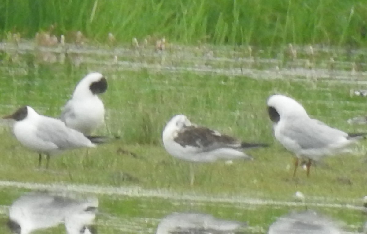 goéland ou mouette sp. - ML620716396