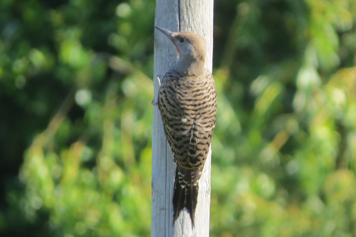 Northern Flicker - ML620716397