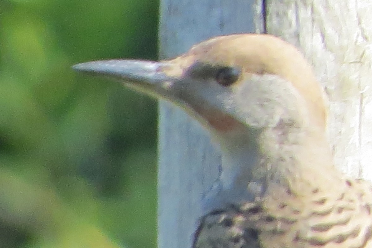 Northern Flicker - ML620716398