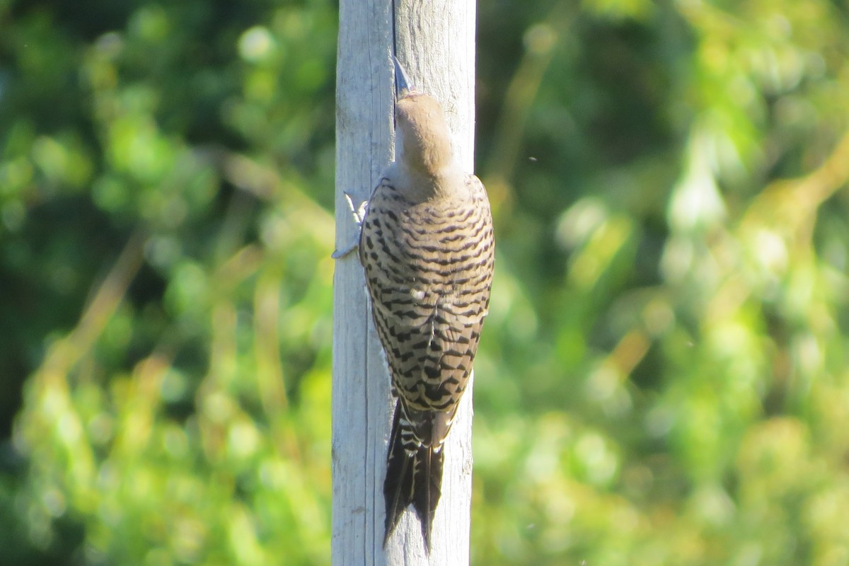 Northern Flicker - ML620716399