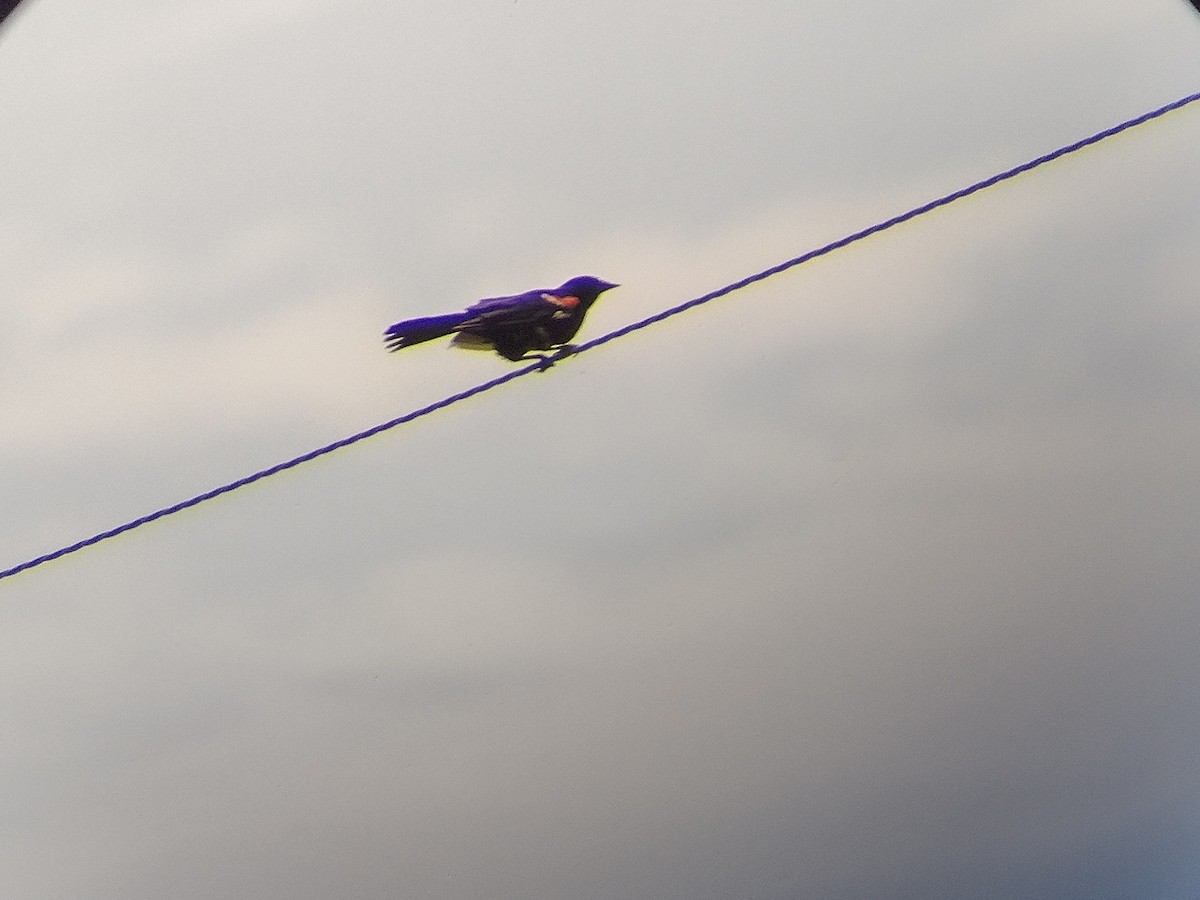 Red-winged Blackbird - ML620716400