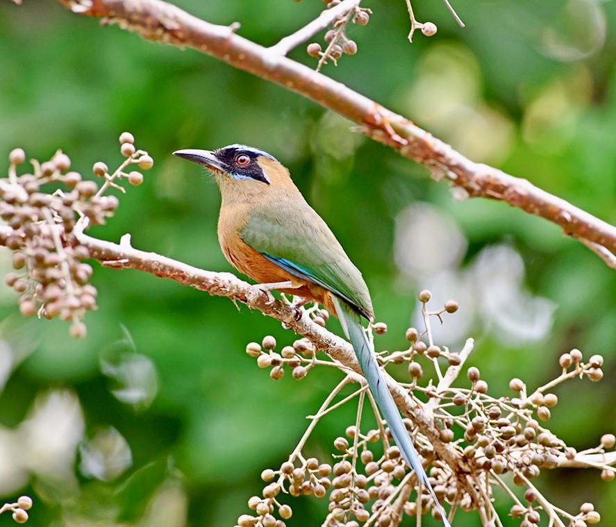 Whooping Motmot - ML620716401