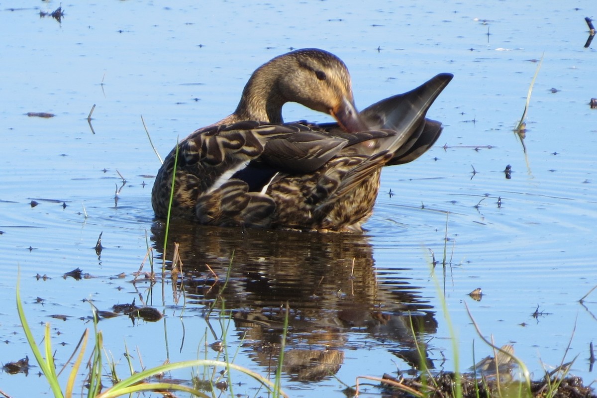 Canard colvert - ML620716402