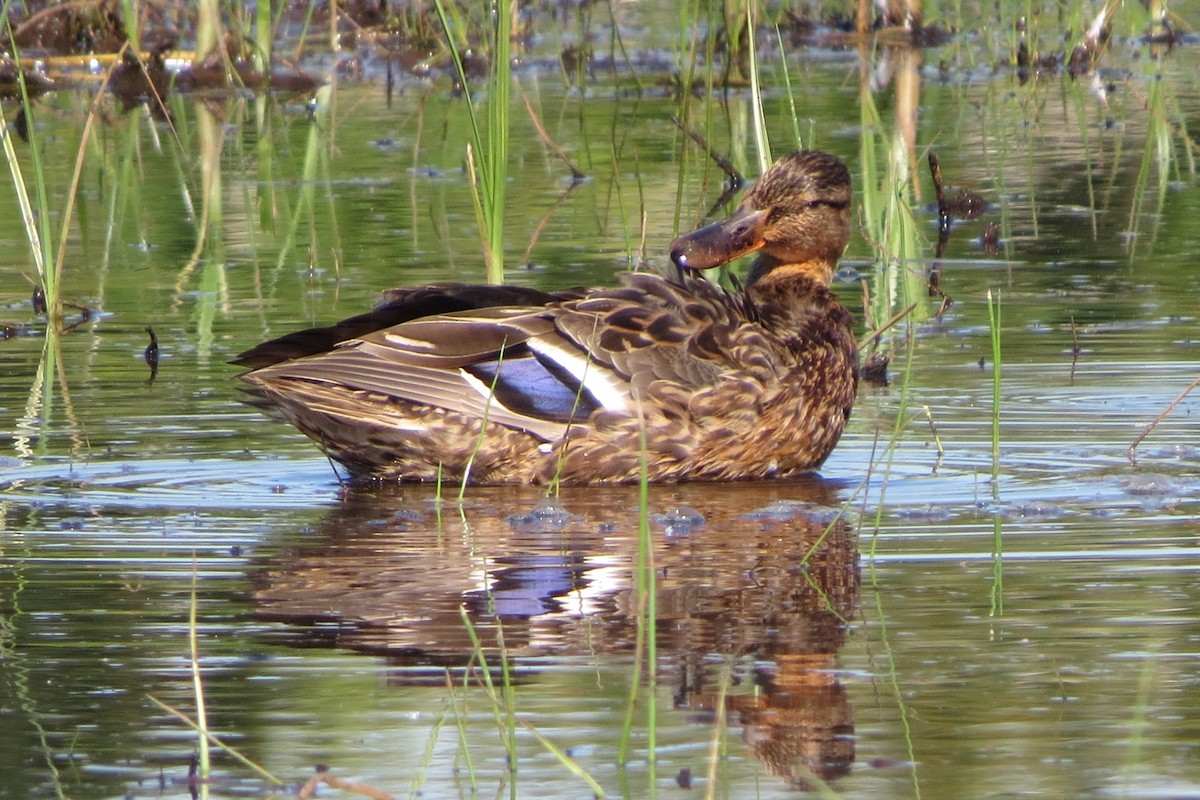 Mallard - Kathy  Kirk