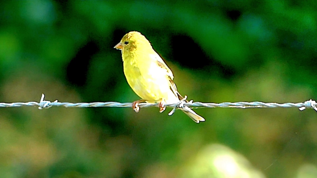 American Goldfinch - ML620716407