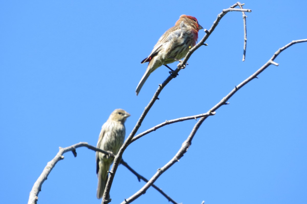 House Finch - ML620716408