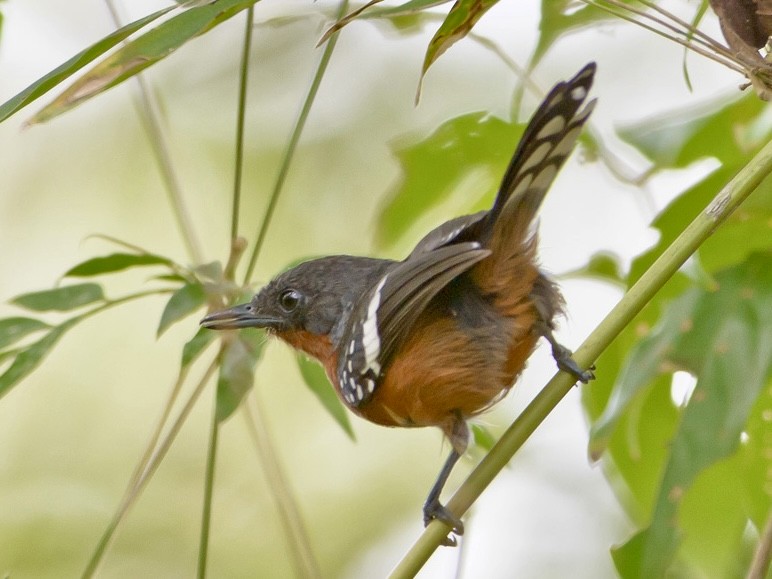 Dot-winged Antwren - ML620716410