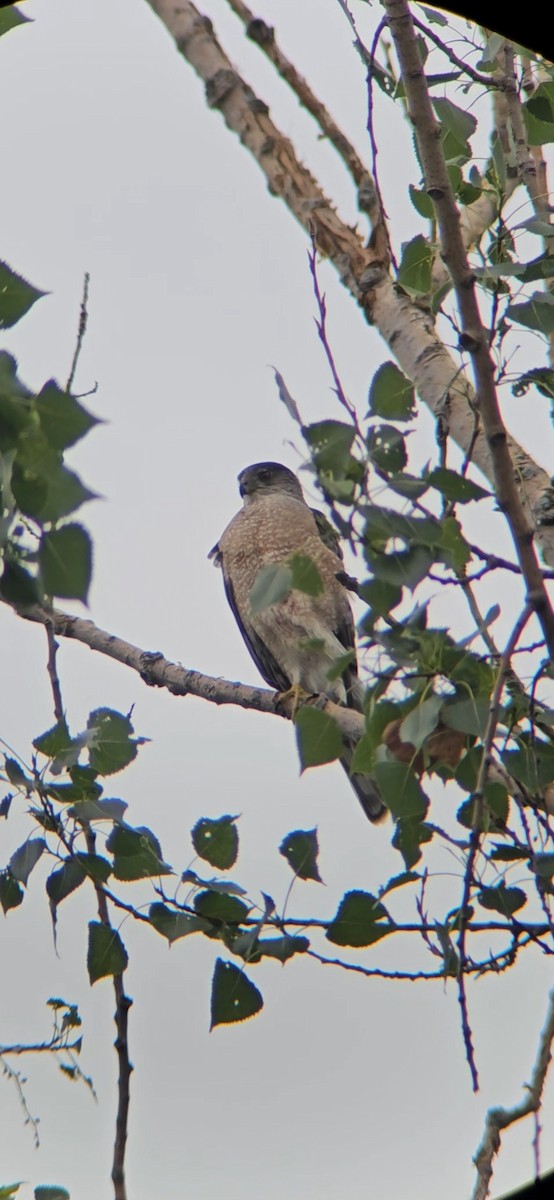 Cooper's Hawk - ML620716411