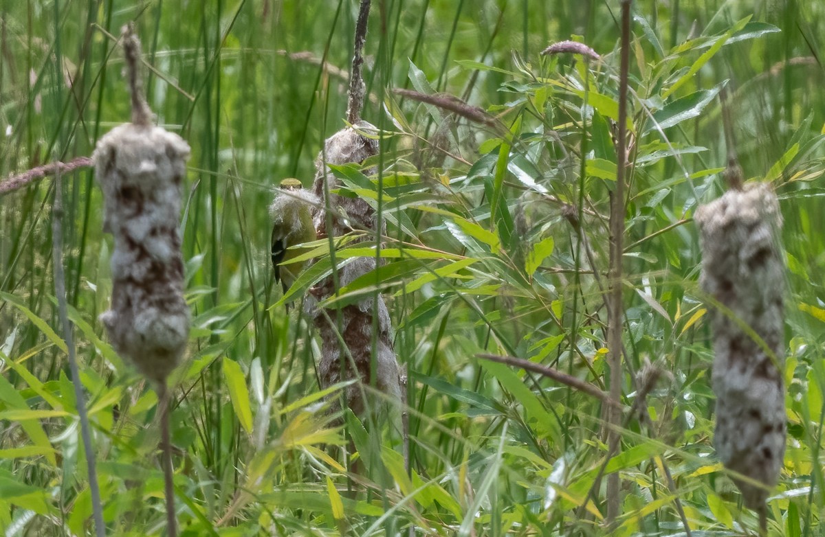 American Goldfinch - ML620716414