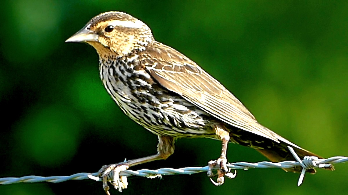 Red-winged Blackbird - ML620716419